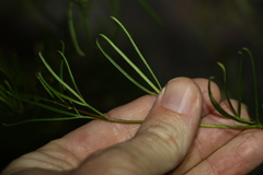 Zieria laxiflora