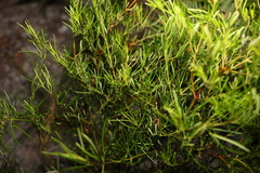 Zieria laxiflora