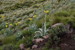 Senecio macrospermus