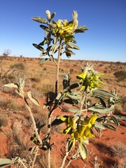 Crotalaria cunninghamii