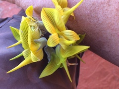 Crotalaria cunninghamii