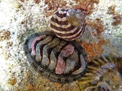 Sypharochiton