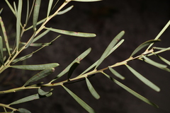 Acacia suaveolens