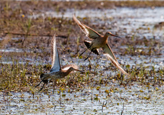 Limosa limosa melanuroides
