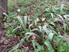 Tulipa bifloriformis