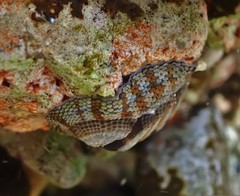 Sypharochiton