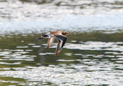 Limosa limosa melanuroides