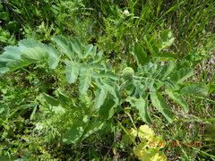 Pastinaca clausii