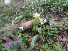 Tulipa bifloriformis