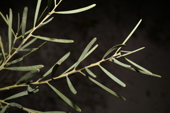 Acacia suaveolens