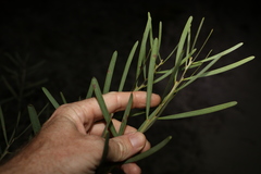Acacia suaveolens