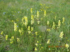 Linaria macroura