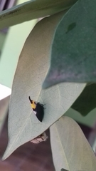 Enchophyllum quinquemaculatum