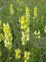 Linaria macroura