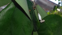 Enchophyllum quinquemaculatum