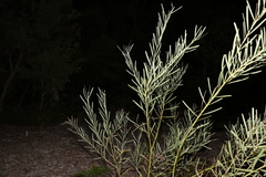 Acacia suaveolens