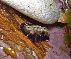 Onithochiton quercinus