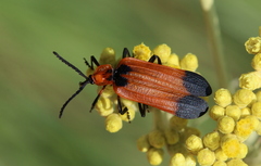 Lycus subtrabeatus