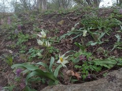 Tulipa bifloriformis