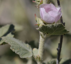 Malacothamnus aboriginum