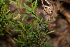 Hibbertia salicifolia