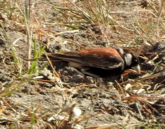 Eremopterix leucotis
