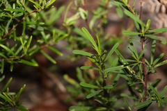 Hibbertia salicifolia