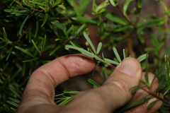 Hibbertia salicifolia