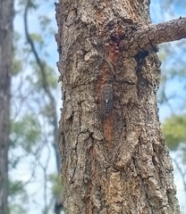 Atrapsalta corticina