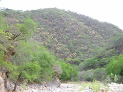 Beaucarnea recurvata