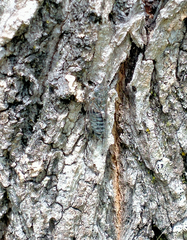 Atrapsalta corticina