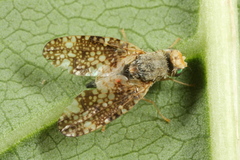 Oxyna