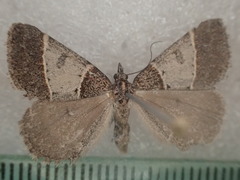 Dichromodes orthotis