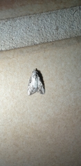 Nola pleurochorda