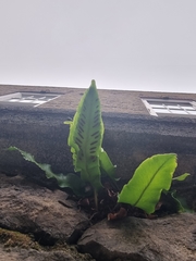 Asplenium scolopendrium