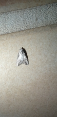 Nola pleurochorda