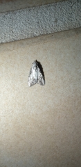 Nola pleurochorda