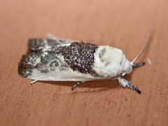 Cryptophasa albacosta