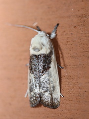 Cryptophasa albacosta