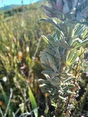 Indigofera rhodantha