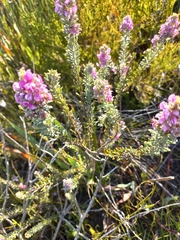Indigofera rhodantha