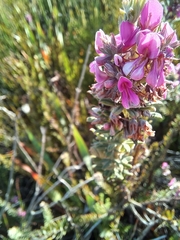Indigofera rhodantha