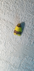 Heterallactis microchrysa