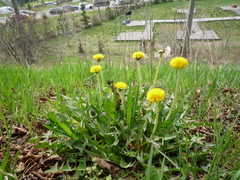 Taraxacum proximum