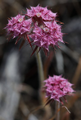 Chorizanthe douglasii