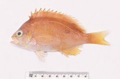 Caesioperca lepidoptera