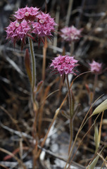 Chorizanthe douglasii