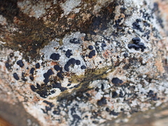 Lecidea lithophila