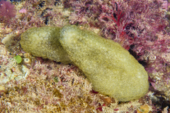 Pseudodistoma crucigaster