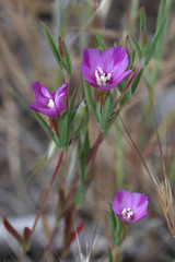 Clarkia purpurea